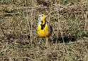 Eastern Meadowlark _0771